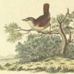 A wren from the British Library