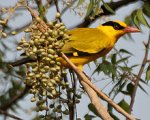 220px-Black-naped_Oriole_eyeing_on_Lannea_coromandelica_fruits_W_IMG_7449.jpg