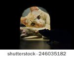 stock-photo-mouse-hidden-in-his-lair-while-the-cat-hunts-246035182.jpg