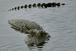 01-alligator-1m.jpg