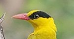 black-naped-oriole-china-beidaihe-2012.jpg