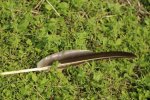 canada-goose-feather.jpg