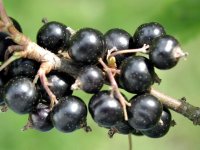 black-currant-fruit-850x638.jpg
