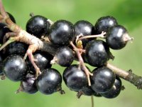 black-currant-fruit-850x638.jpg