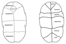 bone-and-keratin-scutes.jpg