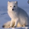 snowfox