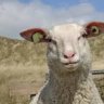 eccentric_sheep