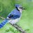 bluejay