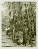 bamboo path