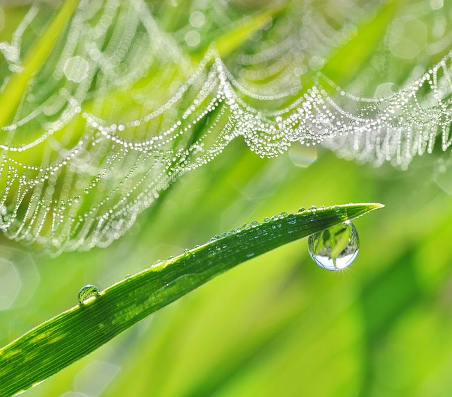 cobweb and dewdrops