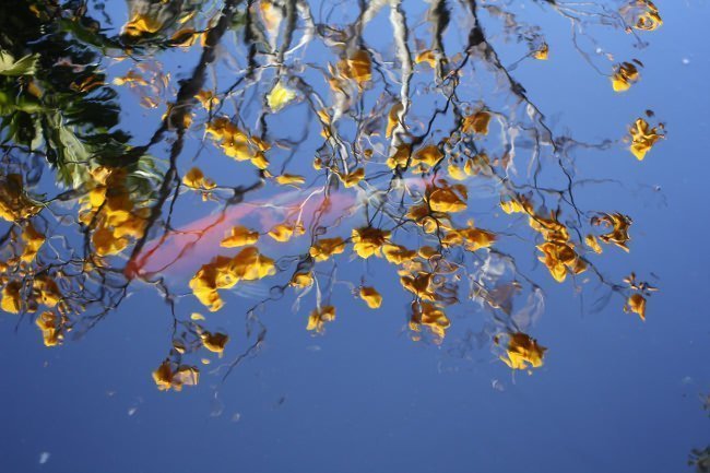 fish glimpsed through water's surface