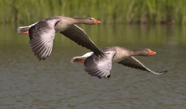 Hexagram 53 - pair of geese in flight