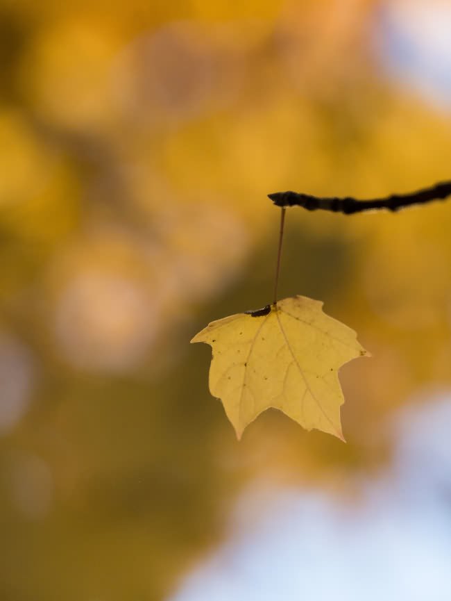 falling leaf