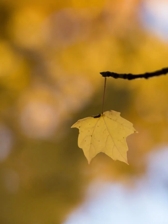 falling leaf
