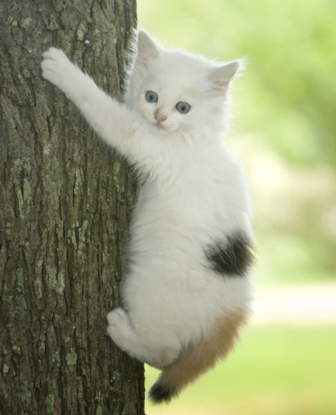 cat stuck on tree trunk