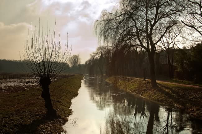 Willow trees by water