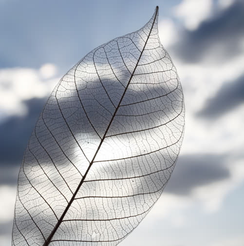 leaf skeleton against the sky