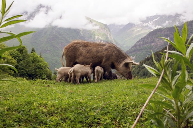 Pig on the mountain