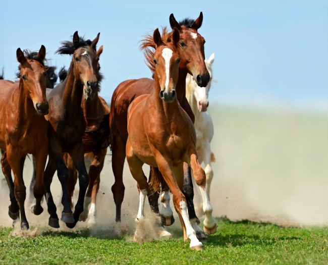 galloping horses