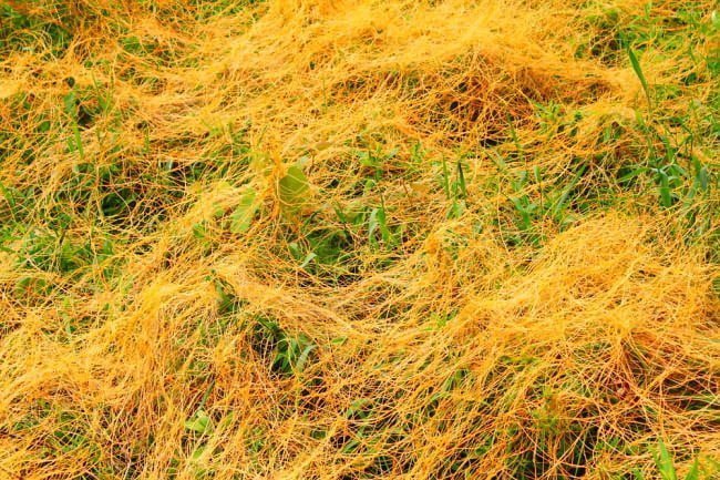 dodder.jpg