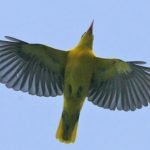 Oriole in flight