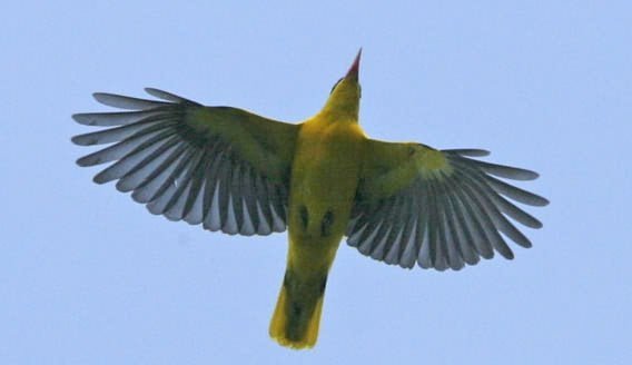 Oriole in flight