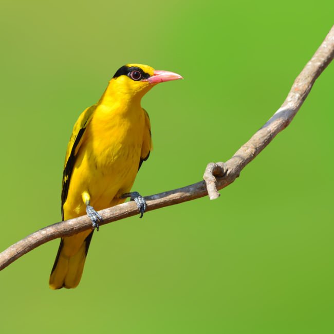 Perching oriole