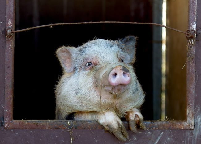 pig at the window