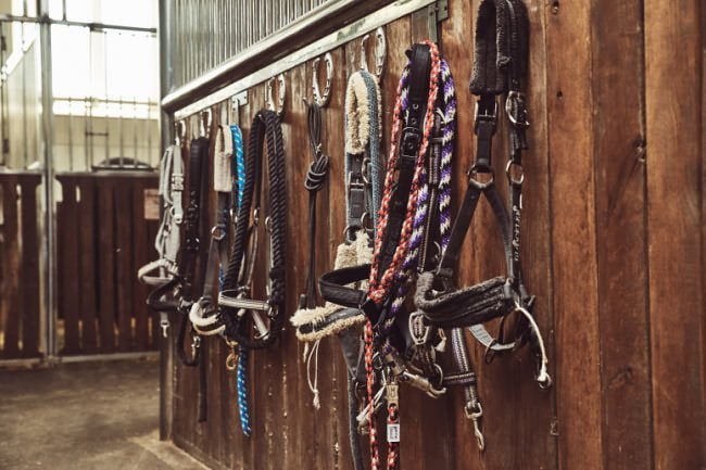 Bridles hanging in a stable