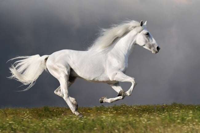 galloping white horse