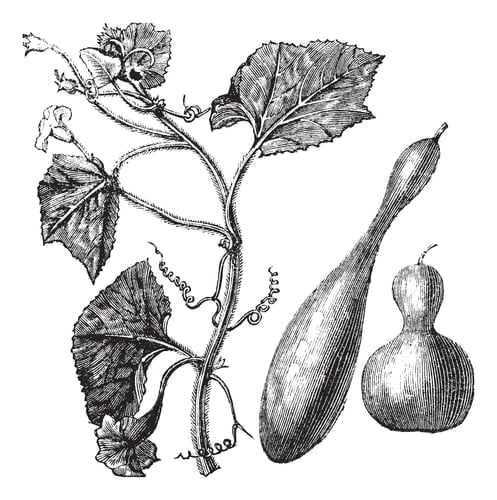 calabash plant and gourd