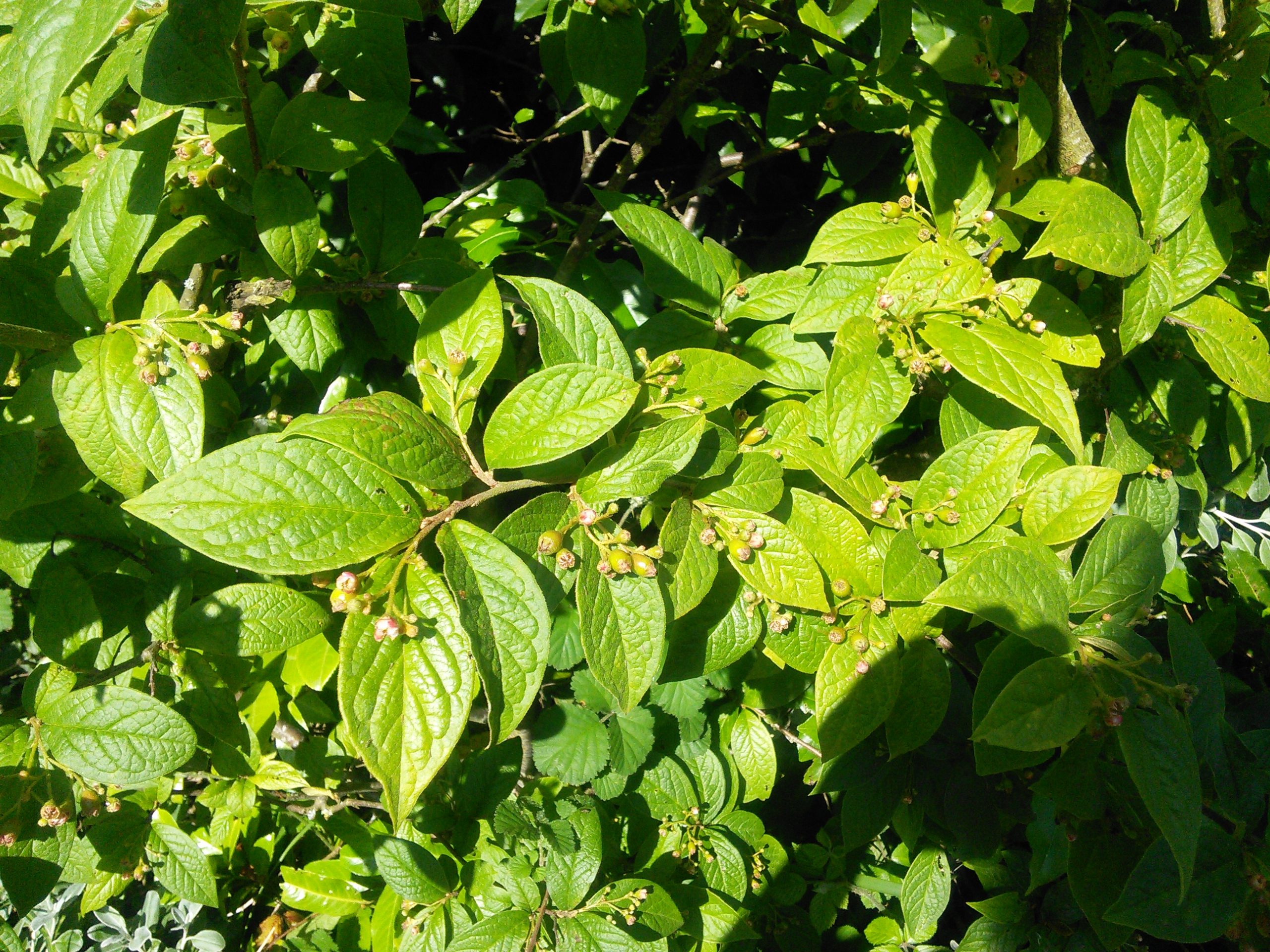 unknown tree