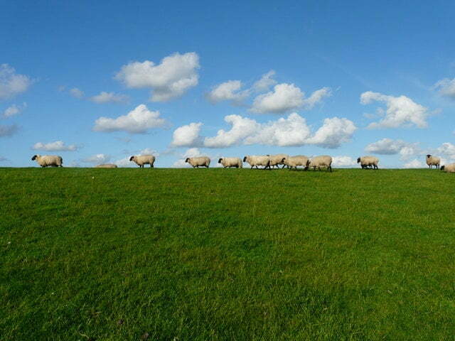 sheep in a field