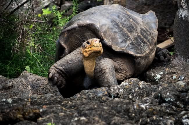 tortoise on a wall