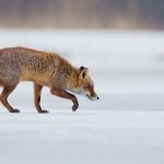 fox-on-ice-650-150x150.jpg