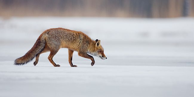 fox walking cautiously over ice