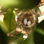 2 hummingbird eggs in nest