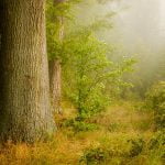 woodland with sapling in the shade of great trees