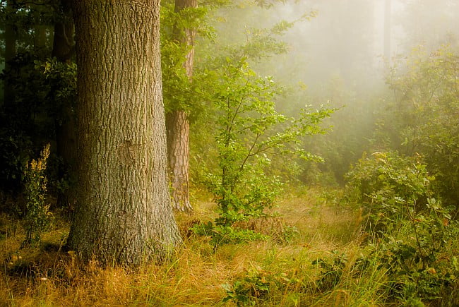 woodland with sapling in the shade of great trees