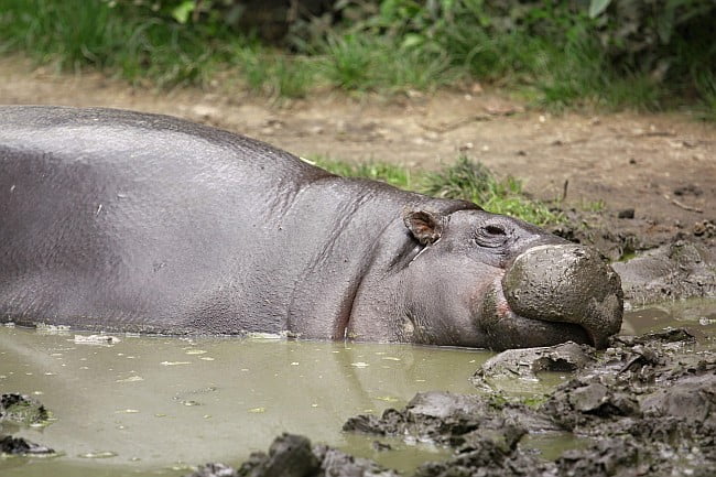 hippo wallowing in mud