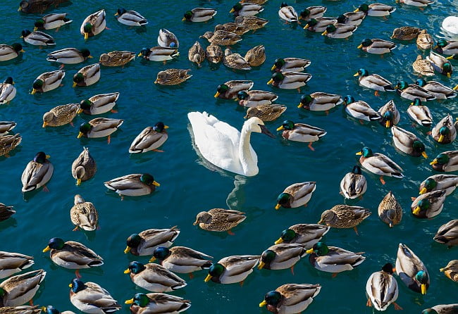swan in a flock of ducks