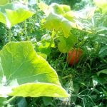 leaves and squash in the garden