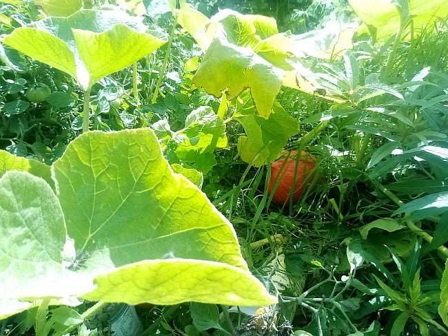 leaves and squash in the garden