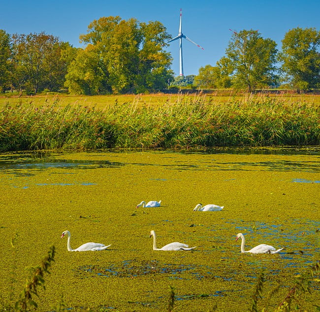 swans in a row, in duckweed; wind turbine in the background