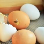 egg hatching