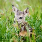 roe deer fawn with ears pricked