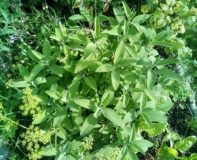 A sage bush