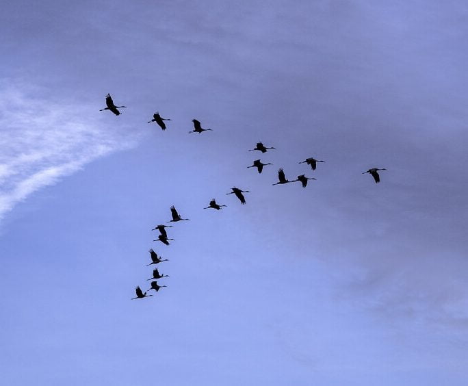 geese in flight