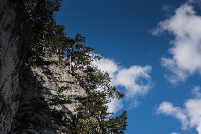 trees on a mountain