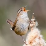 marsh wren singing